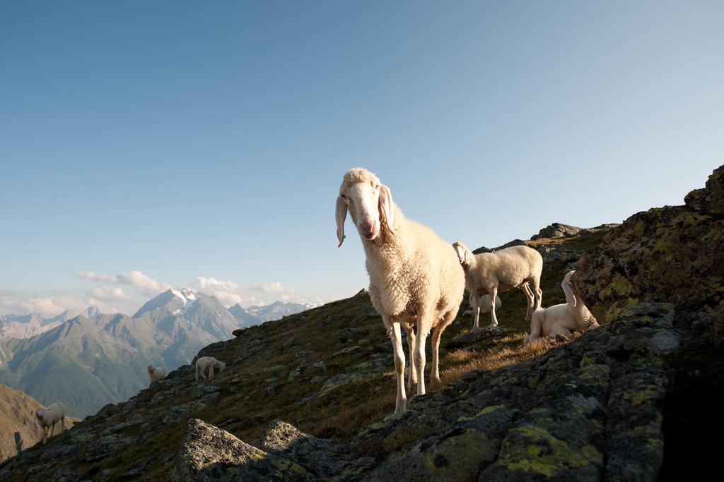 Alpenpension Pfurtscheller Neustift im Stubaital Luaran gambar